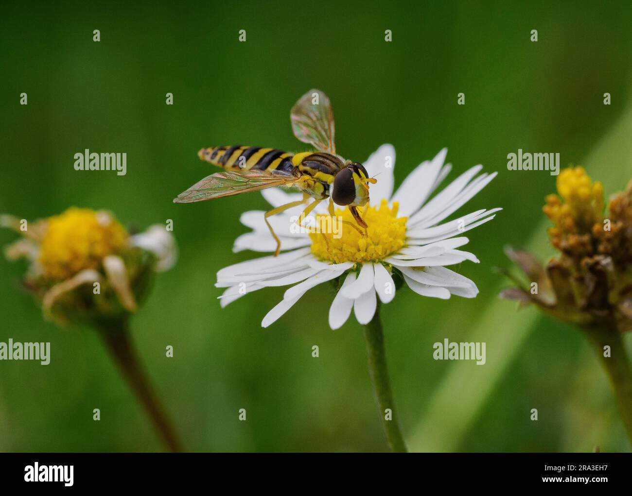 Hoverfly Nektar, Fütterung von Gänseblümchen Stockfoto