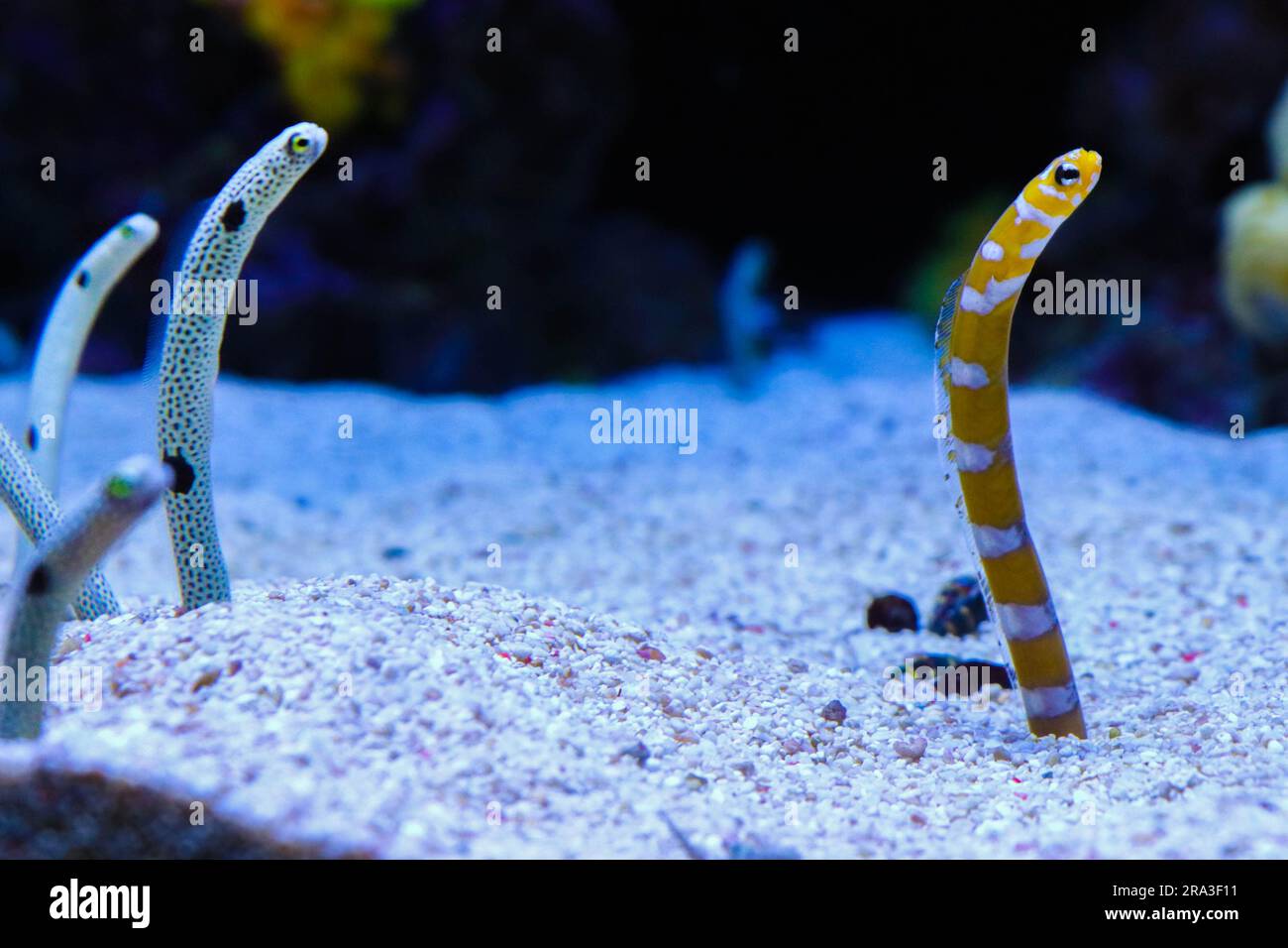 Meereswurm - Meerestiere - Fische Stockfoto