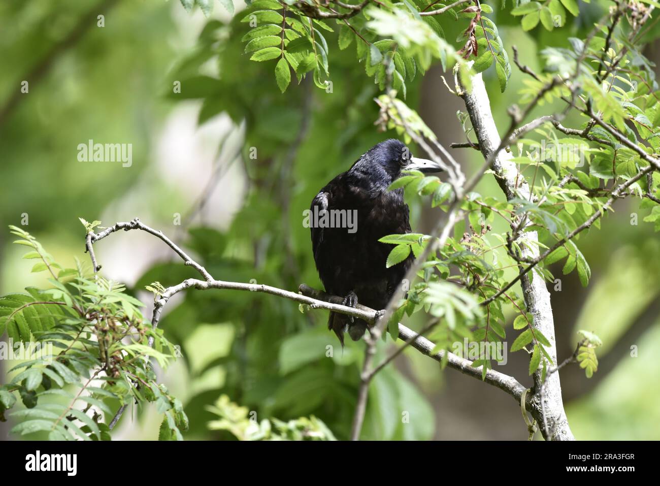 Turm (Corvus frugilegus) auf einem Ast unter einem Vordach grüner Blätter, Kopf nach rechts gedreht, an einem sonnigen Tag auf der Isle of man, Großbritannien im Juni Stockfoto
