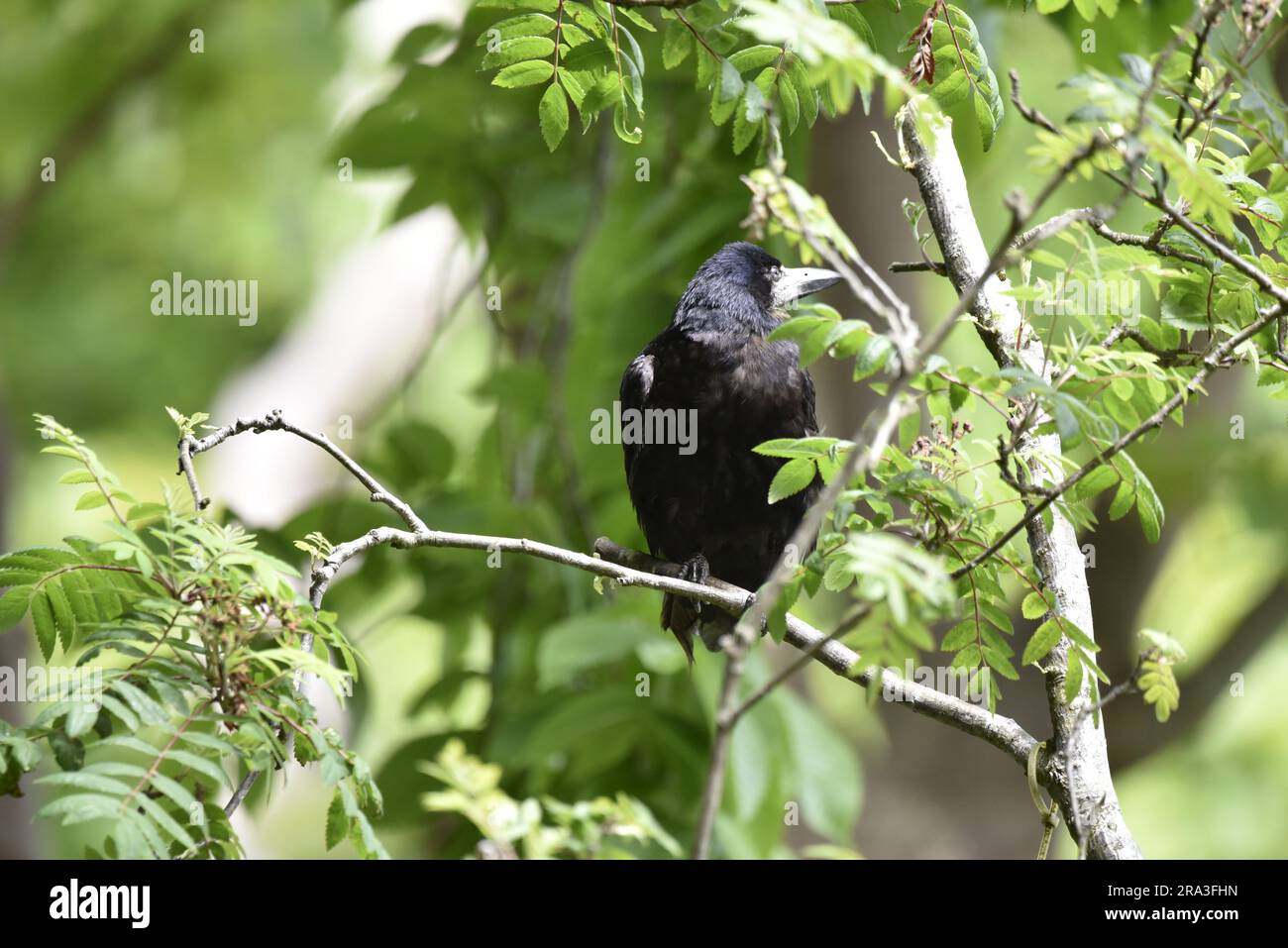 Turm (Corvus frugilegus) hoch oben in einem grünen Baum in der Sonne, Kopf nach oben rechts gedreht, aufgenommen auf der Isle of man, Großbritannien im Sommer Stockfoto
