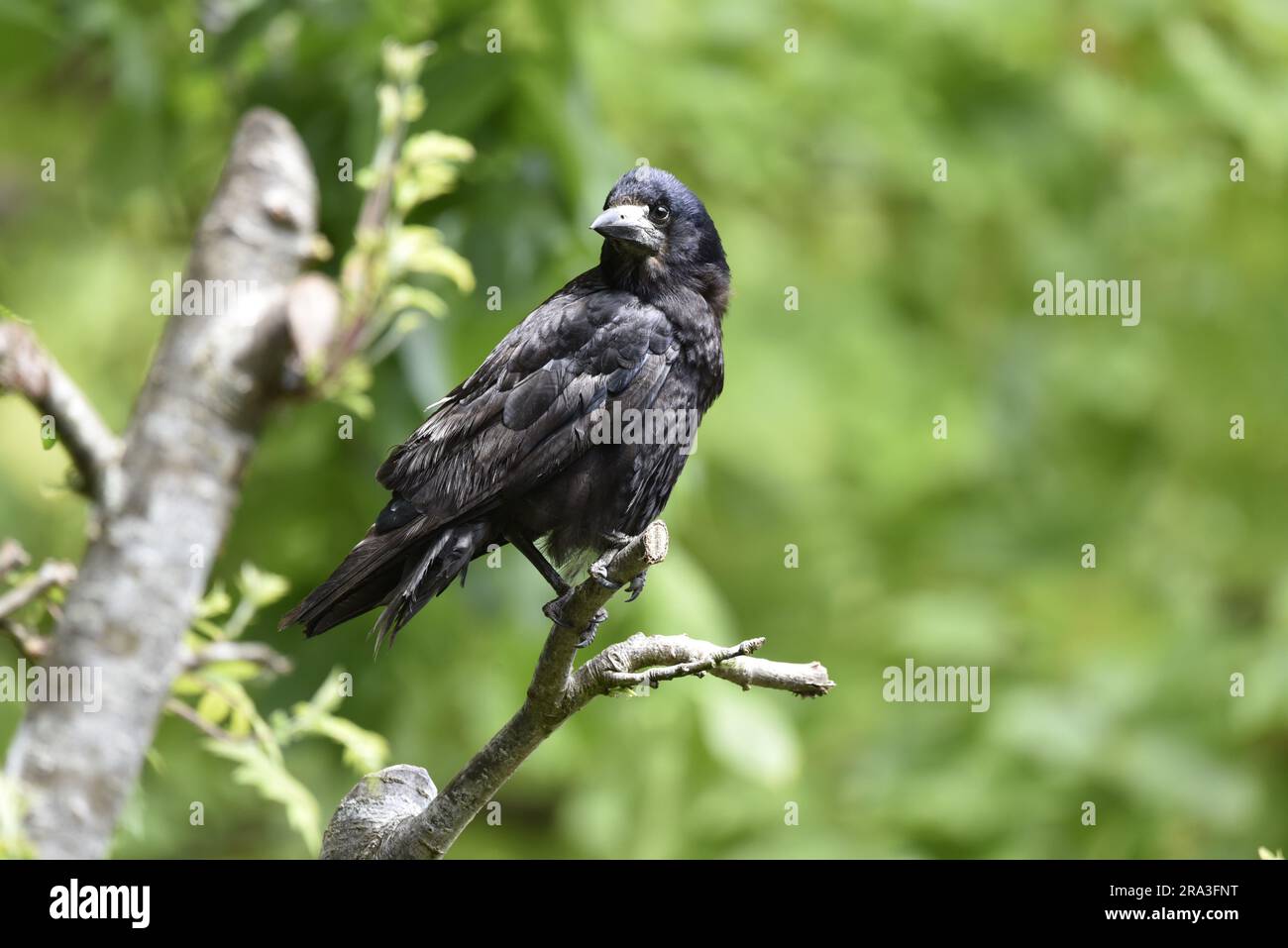 Nahaufnahme eines Turms (Corvus frugilegus) in einem Baum im linken Profil, links vom Bild, Kopf nach links gedreht, aufgenommen auf der Isle of man, Großbritannien Stockfoto