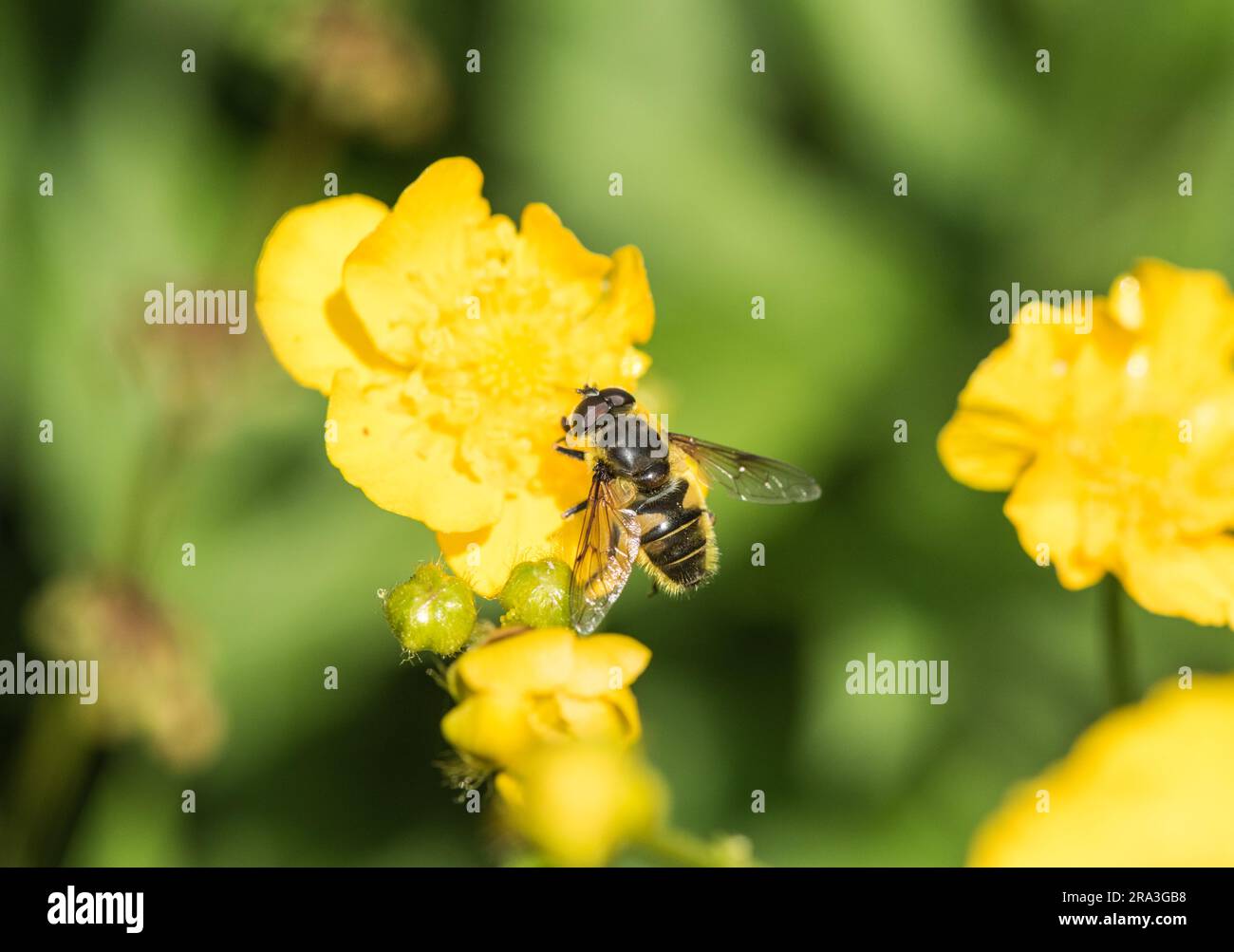 Batman Hoverfly (Myathropa florea), Fütterung von einer Butterblume Stockfoto
