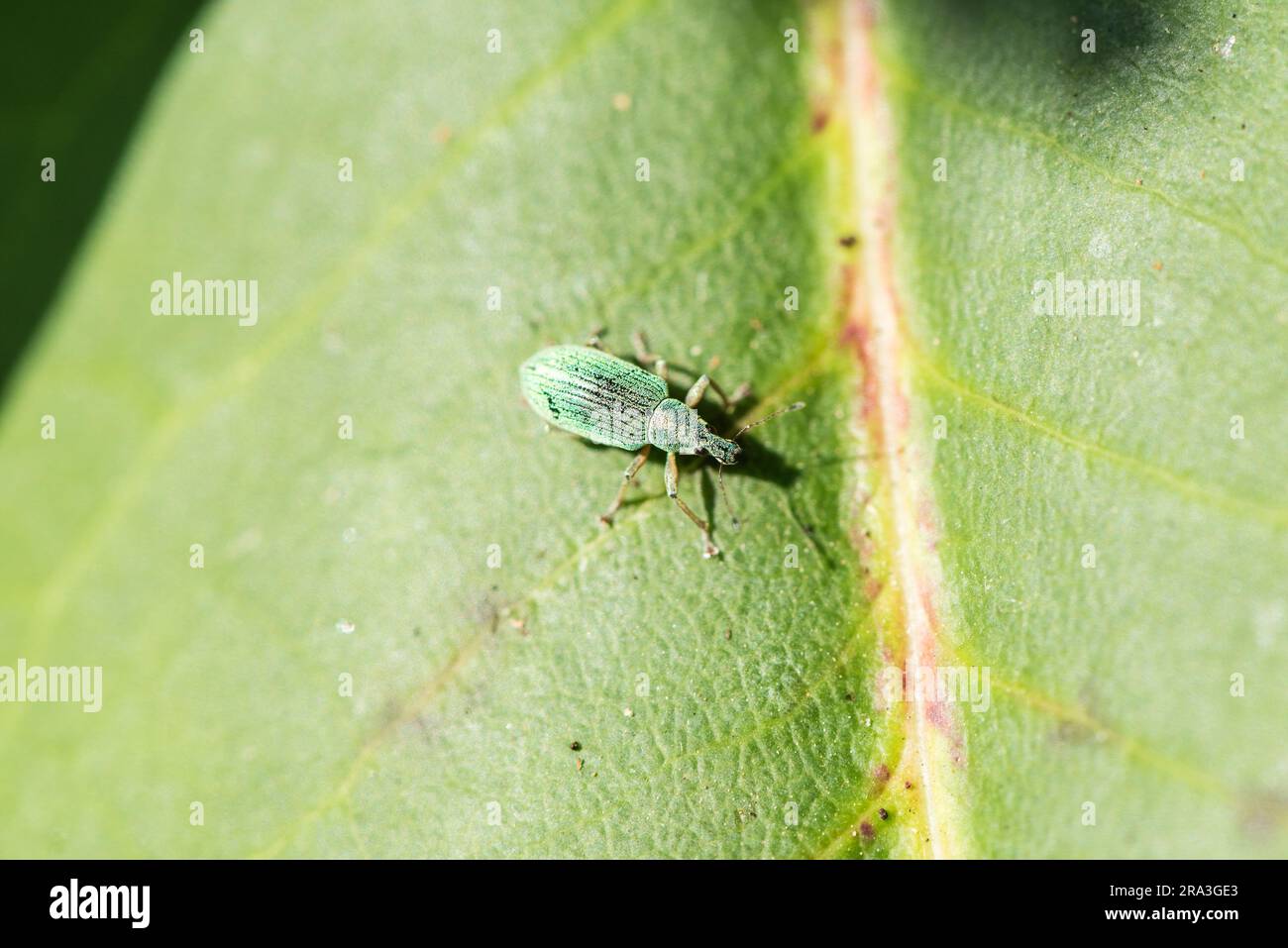 Ein Phyllobius Weevil auf einem Blatt Stockfoto