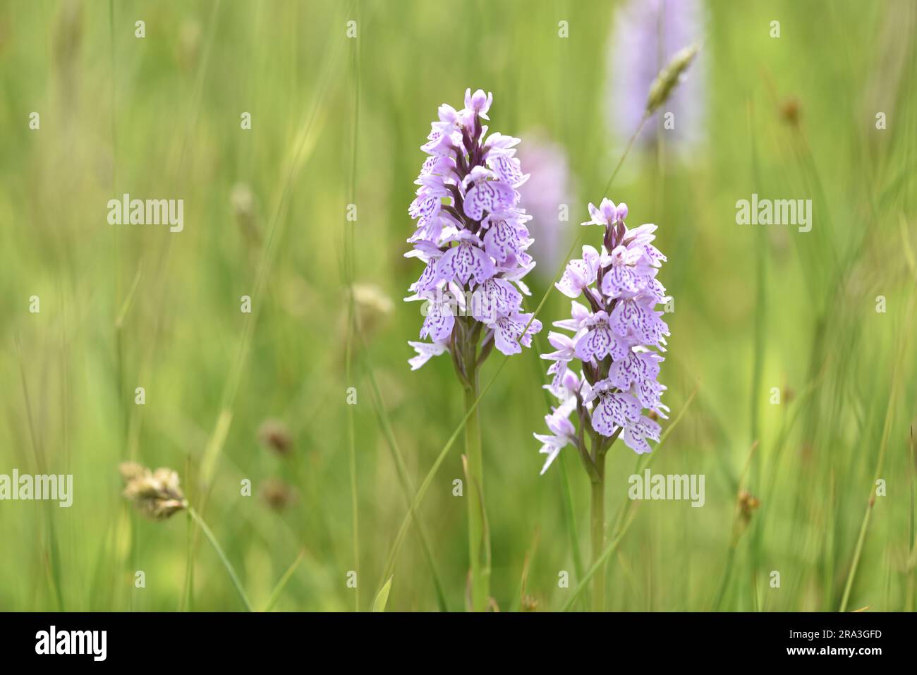 Makrobild von zwei Pink Heath Spotted-Orchids (Dactylorhiza maculata), die im Vordergrund vor der Kulisse der Sunny Wildflower Meadow in Großbritannien positioniert sind Stockfoto