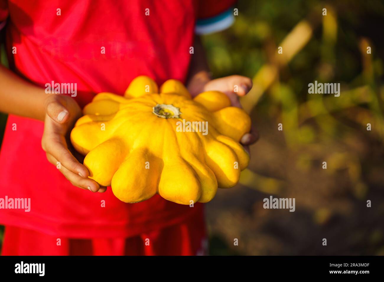 Der Junge hält in seinen Händen einen reifen gelben Pattypan Kürbis, gepflückt im Garten eines Dorfhauses Stockfoto
