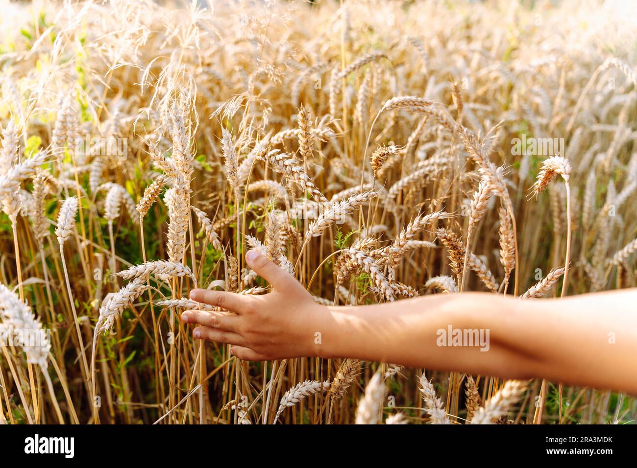 Die Hand eines Kindes läuft auf dem Feld über Weizenohren. Ein Junge berührt Getreide, das auf einem landwirtschaftlichen Feld angebaut wird Stockfoto
