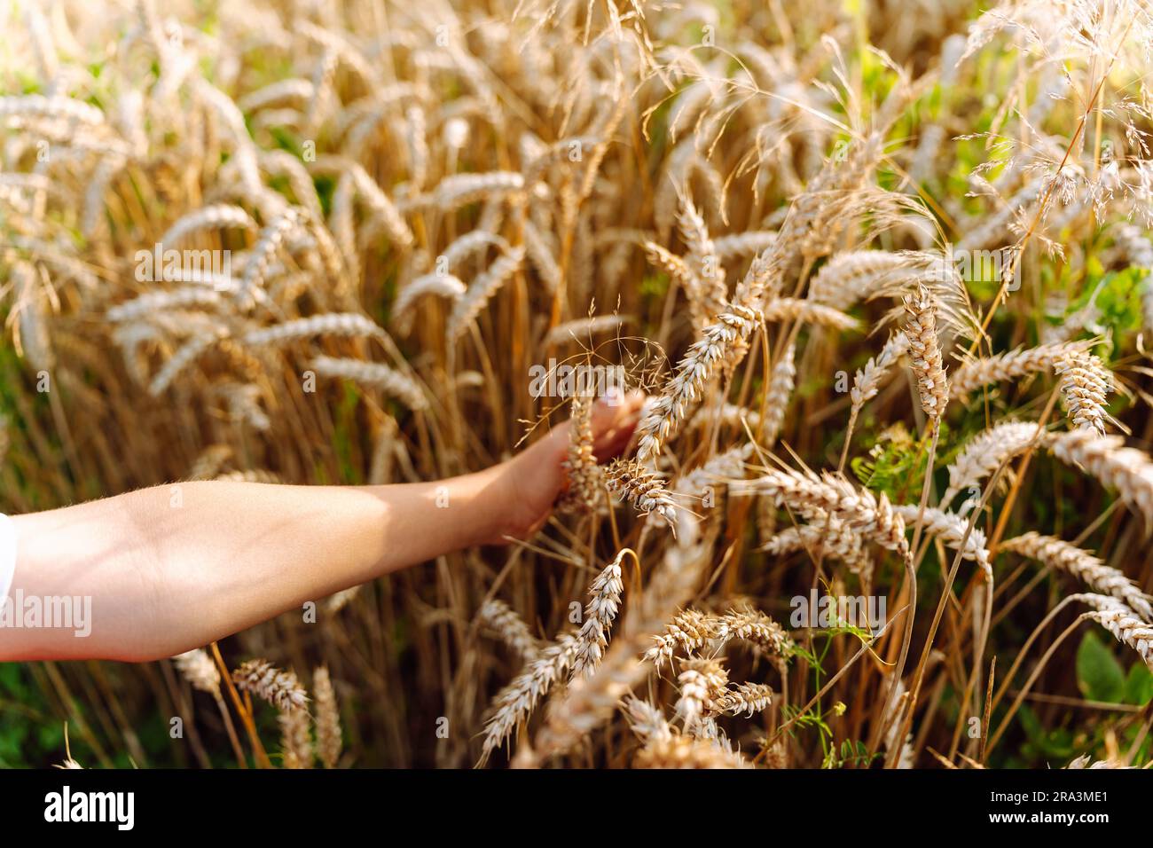 Die Hand eines Kindes berührt Maiskolben auf einem Weizenfeld Stockfoto