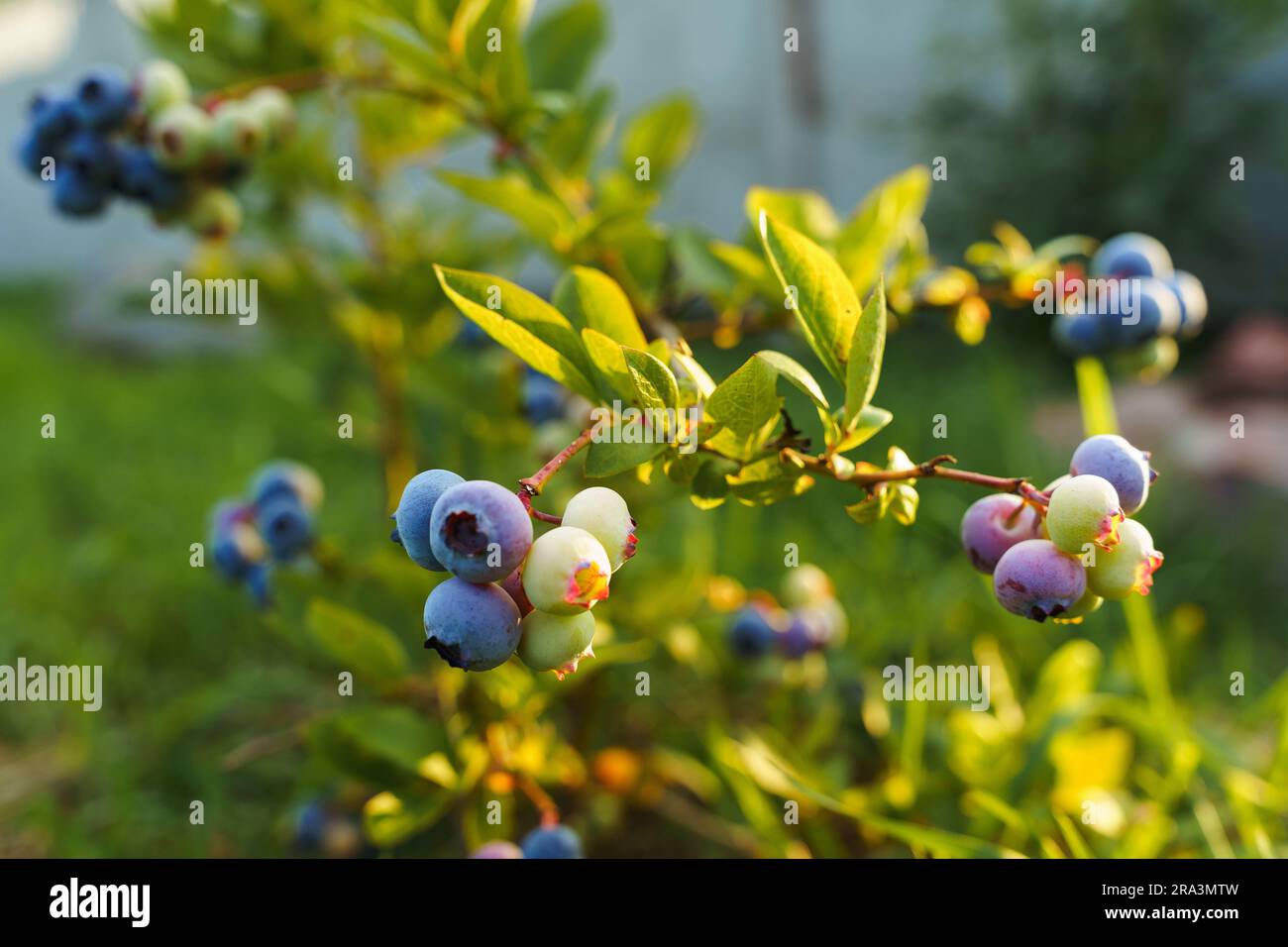 Heidelbeeren auf einem Busch im Sonnenlicht. Reife Blaubeeren wachsen im Bauerngarten Stockfoto