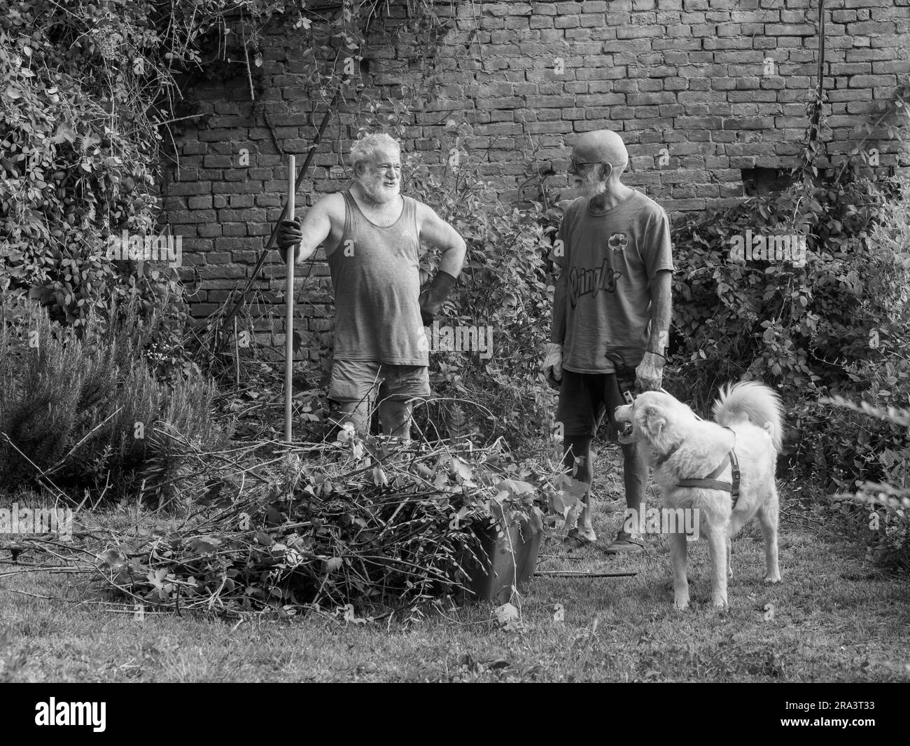 Erfahrene weiße Männer, die im Sommer Reben und Efeu, Pflanzen, Äste und Unkraut an einer Gartenwand schneiden. Den Garten mit der Gesellschaft von do reinigen Stockfoto