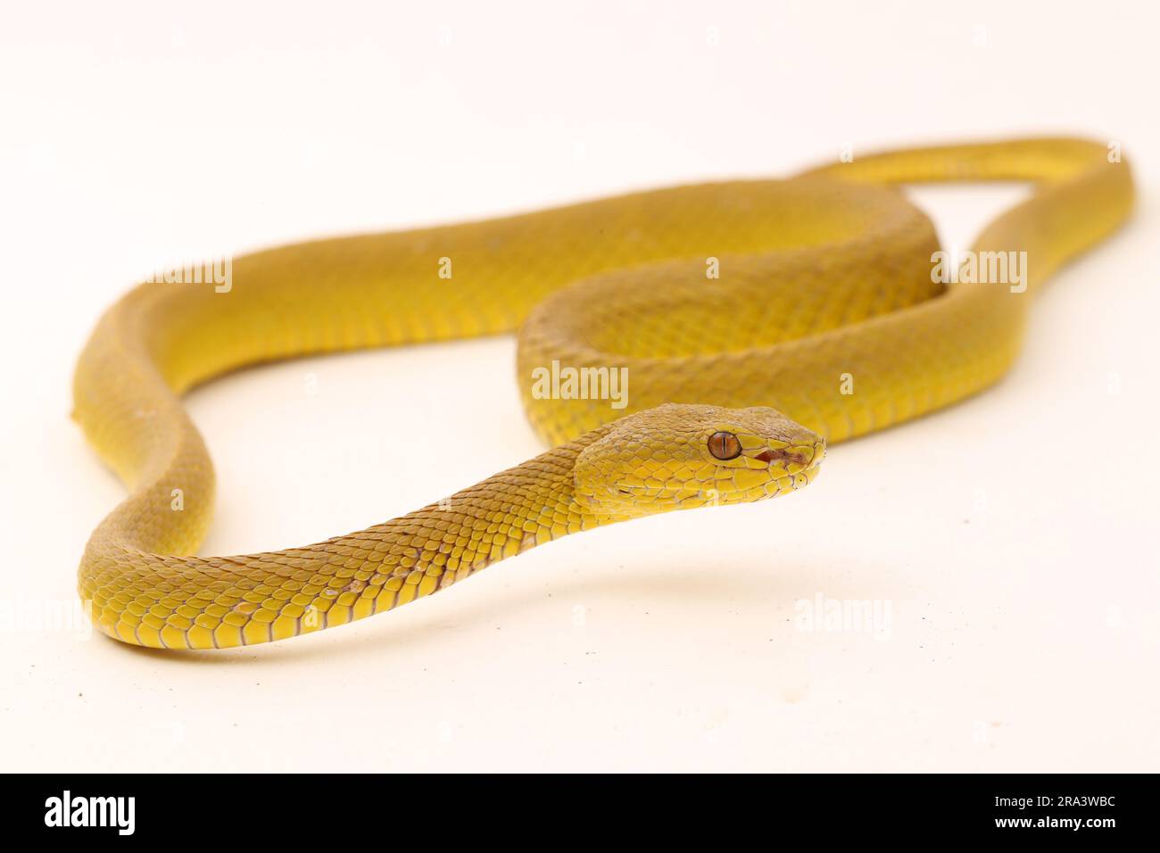 Gelber Sunda Island Pitviper Snake Trimeresurus insularis Wetar isoliert auf weißem Hintergrund Stockfoto