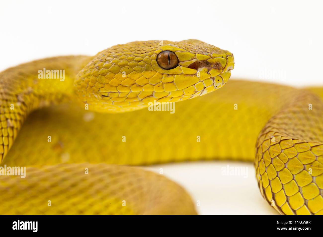 Gelber Sunda Island Pitviper Snake Trimeresurus insularis Wetar isoliert auf weißem Hintergrund Stockfoto