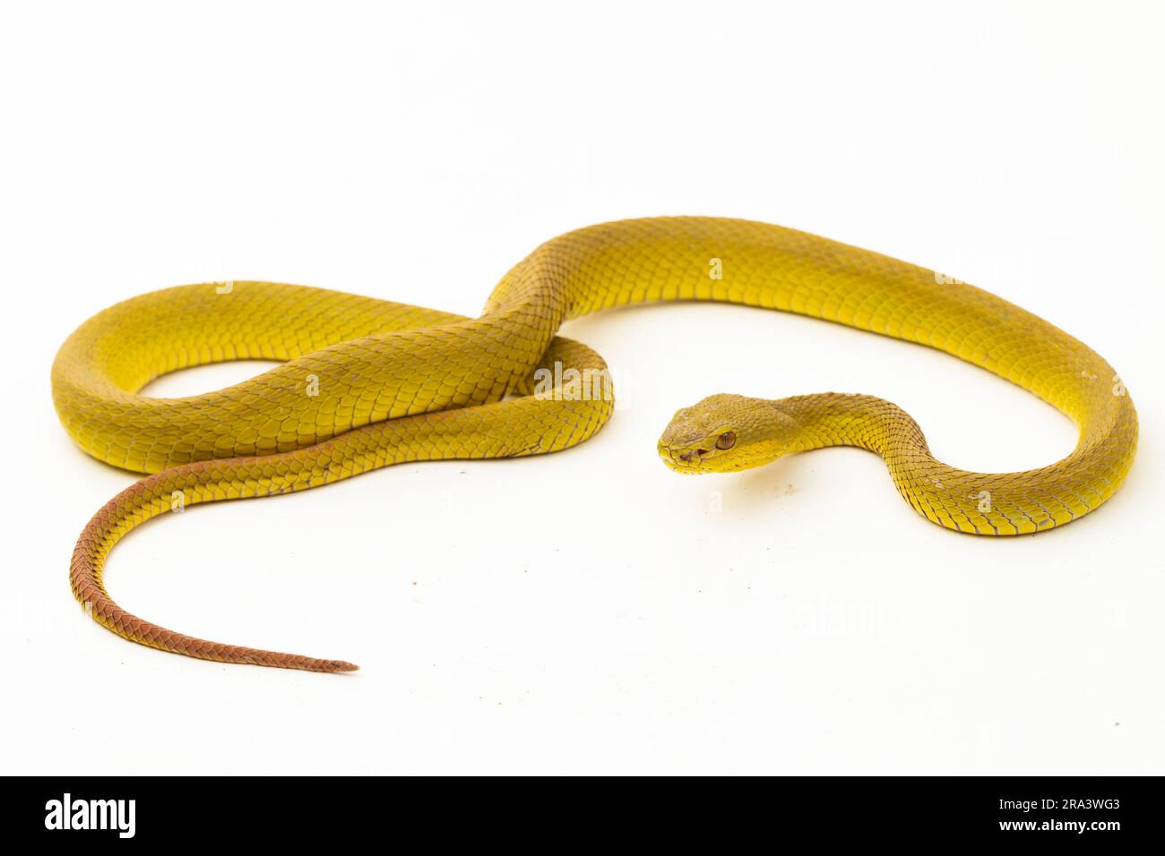 Gelber Sunda Island Pitviper Snake Trimeresurus insularis Wetar isoliert auf weißem Hintergrund Stockfoto