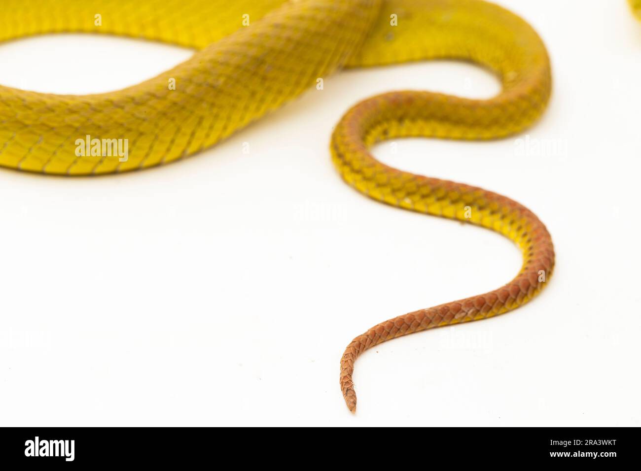 Gelber Sunda Island Pitviper Snake Trimeresurus insularis Wetar isoliert auf weißem Hintergrund Stockfoto