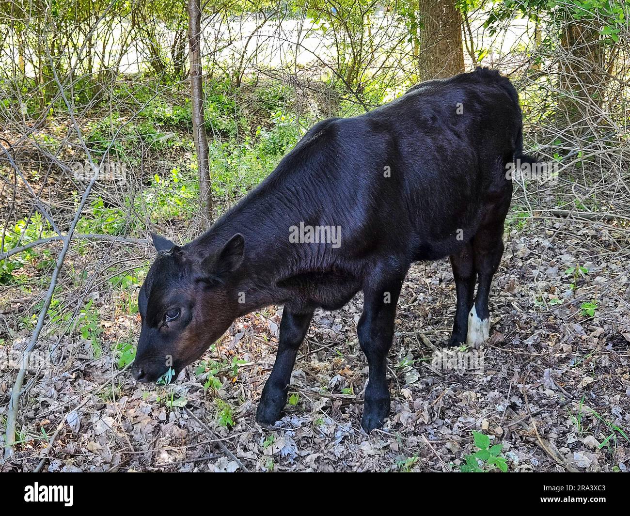 Angusskalb kaut auf einer grünen Pflanze im Sommerwald Stockfoto