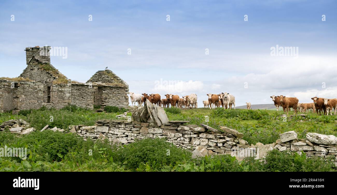 Ruinen eines alten Crofters Cottage auf den Orkney Isles, Schottland, Großbritannien. Stockfoto
