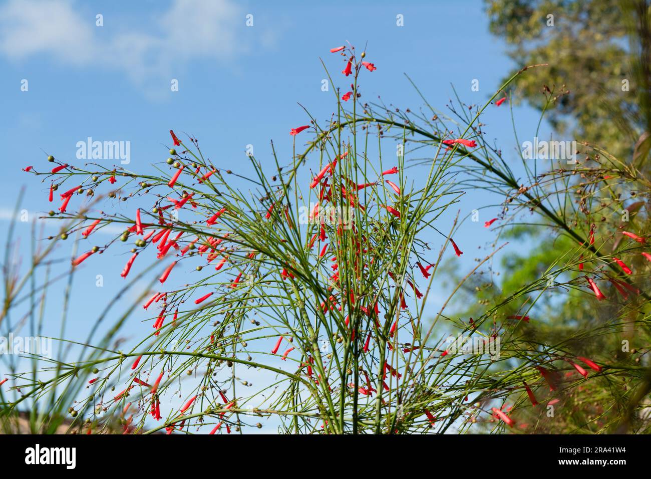 Rote Wildblume in einem Garten. penstemon centrifolius. Botanik. Umgebung. Gegen den blauen Himmel Stockfoto