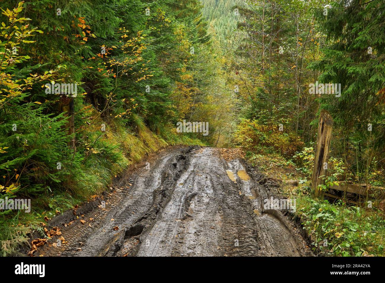 Feldweg durch den Wald mit großen schlammigen Pfützen nach Regen Stockfoto