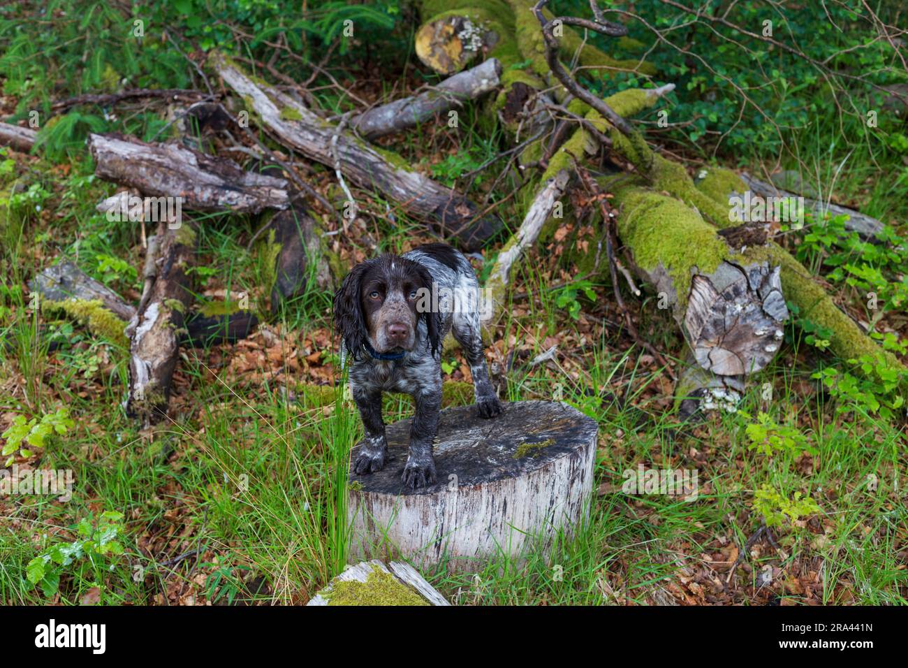 Ein Welpe im Wald in Schottland Stockfoto