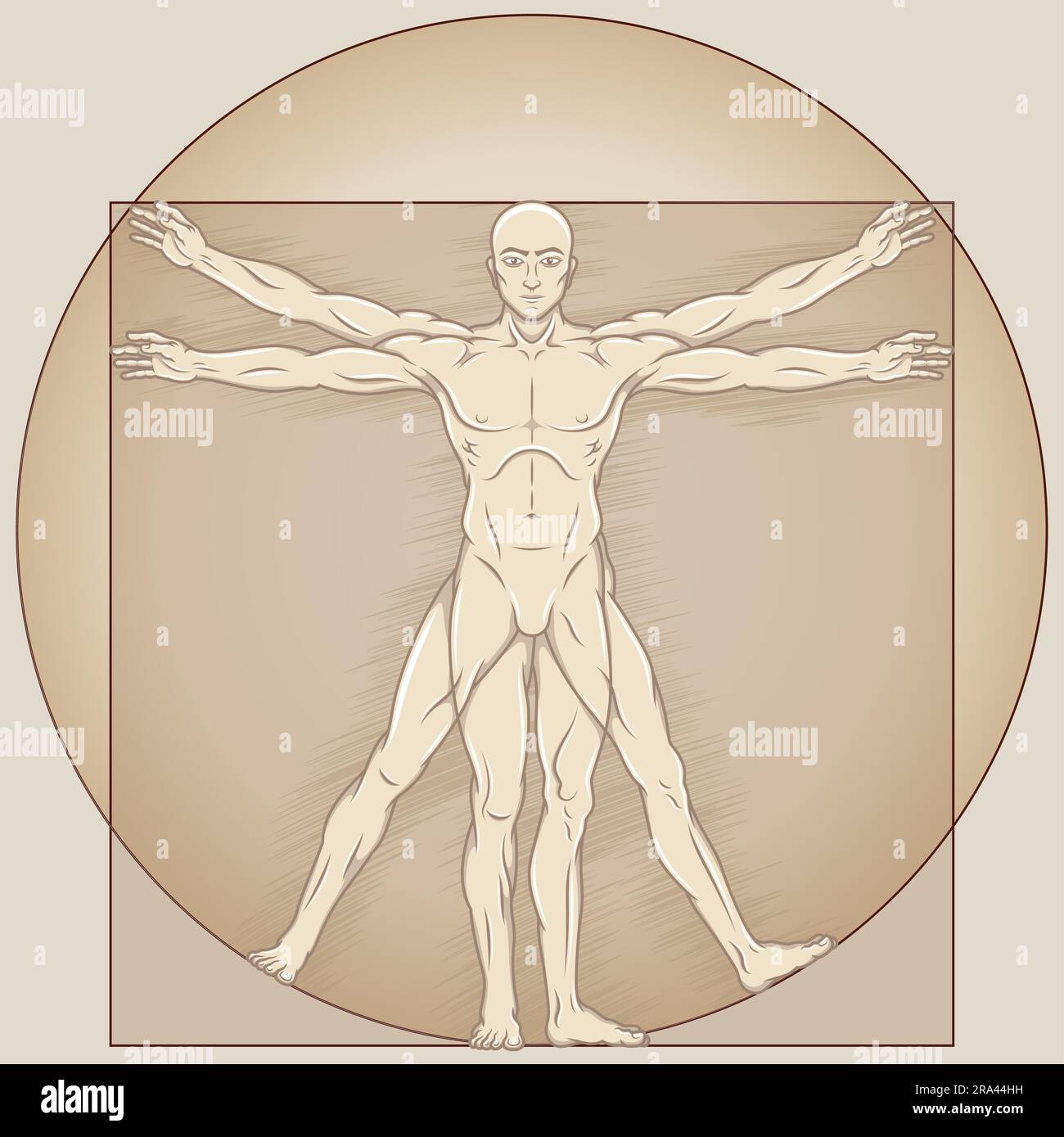 Vektordesign des Cartoon-Stils Vitruvian man, Untersuchung der idealen Proportionen des menschlichen Körpers, Canon menschlicher Proportionen Stock Vektor