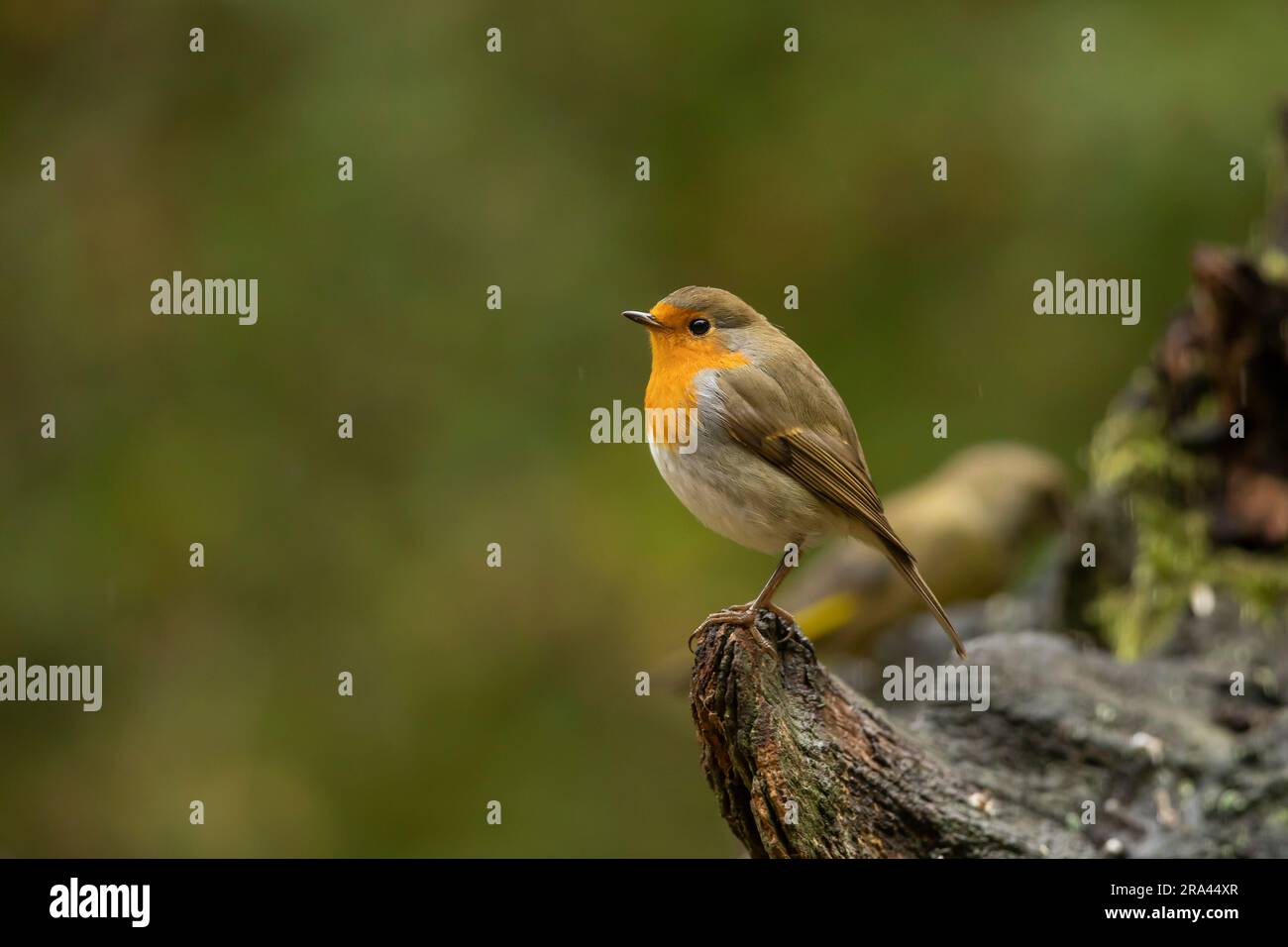 Europäischer Robin, Erithacus rubecula, Passerinvogel im Naturlebensraum. Tschechische republik Stockfoto