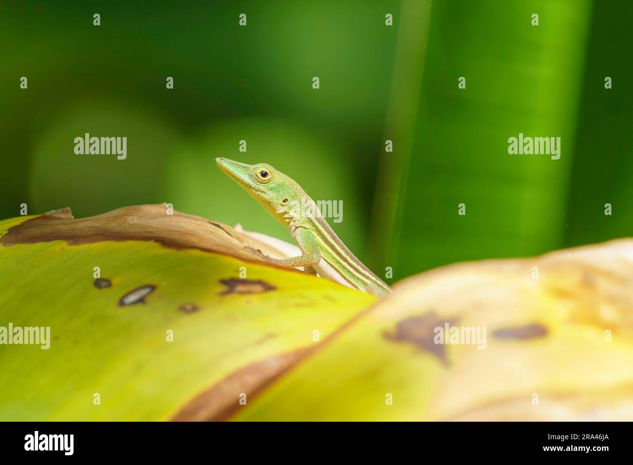 Die hispaniolische grüne Anole blickt aus einem grünen Versteck heraus, wobei das Auge direkt auf die Kamera blickt. Selektiver Fokus. Stockfoto