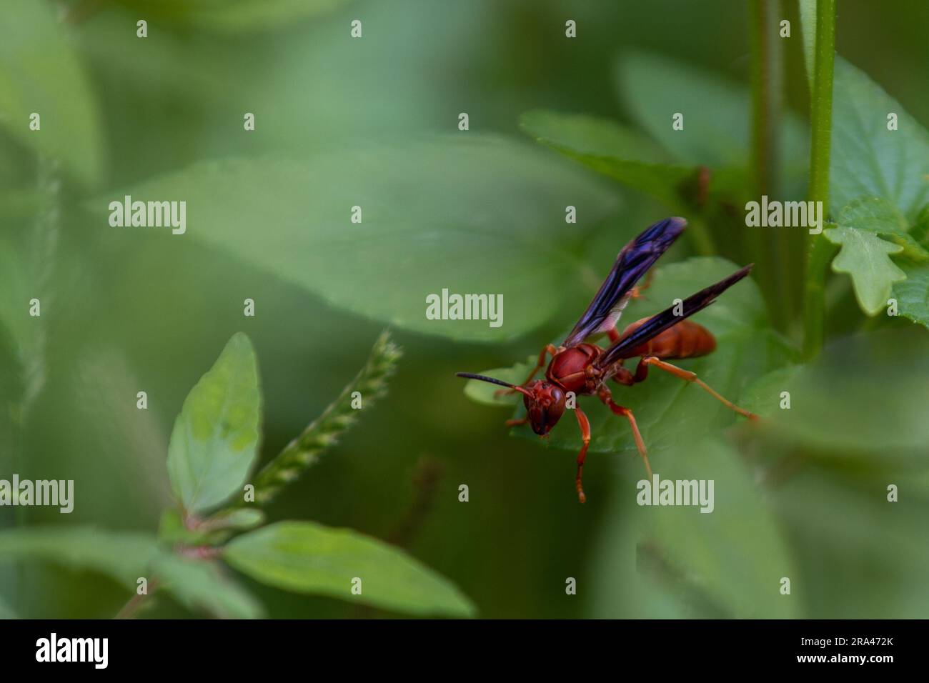 Nahaufnahme einer roten Wespe auf einem grünen Blatt Stockfoto
