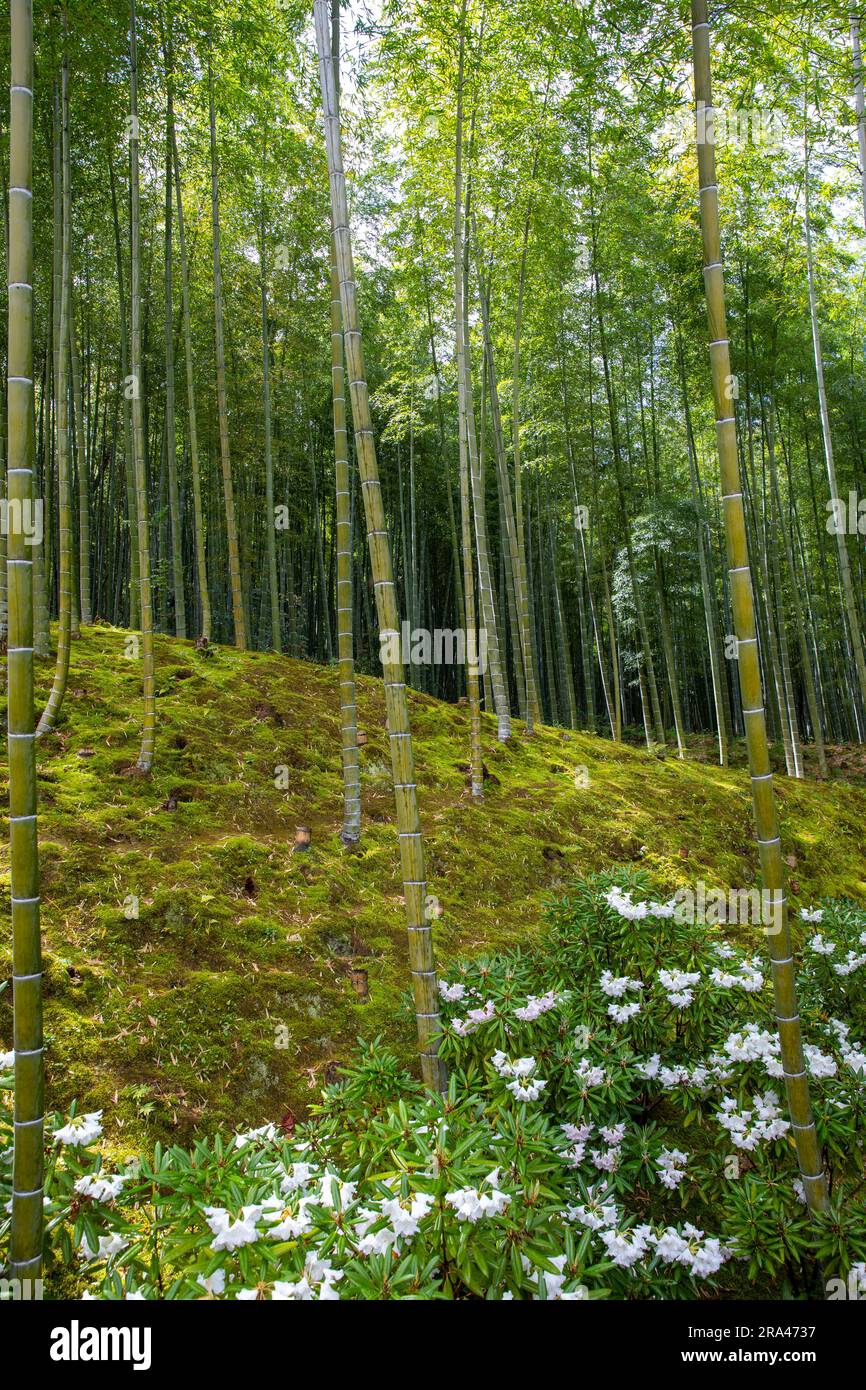 Kyoto 2023, Bambushain und Gärten des Tenryu-ji Tempels mit weißen Frühlingsblumen, Japan, Asien und gefiltertem Licht durch den Bambus Stockfoto