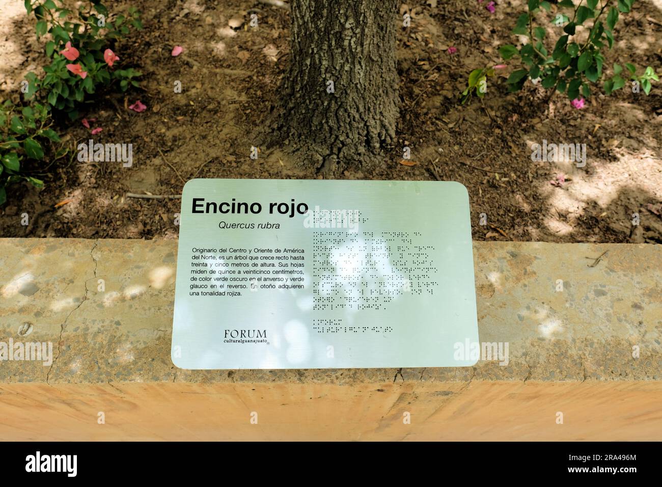 Lateinisches botanisches Namensschild und Pflanzenbeschreibung auf Spanisch und Brail für Quercus rubra, Roteiche, im Forum Cultural Guanajuato in Leon, Mexiko. Stockfoto