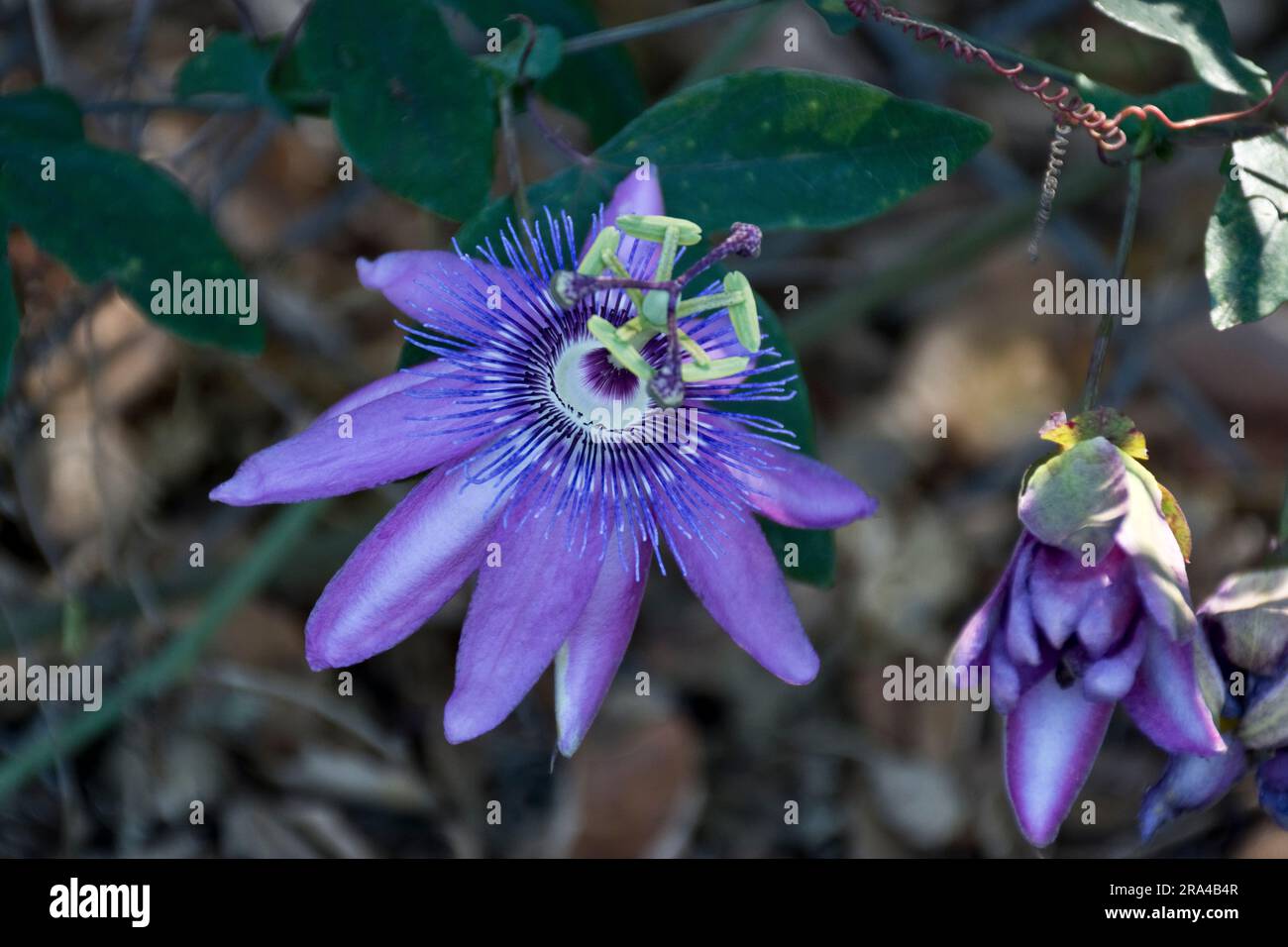 Nahaufnahme von dekorativen lila Passionsfruchtblumen Stockfoto