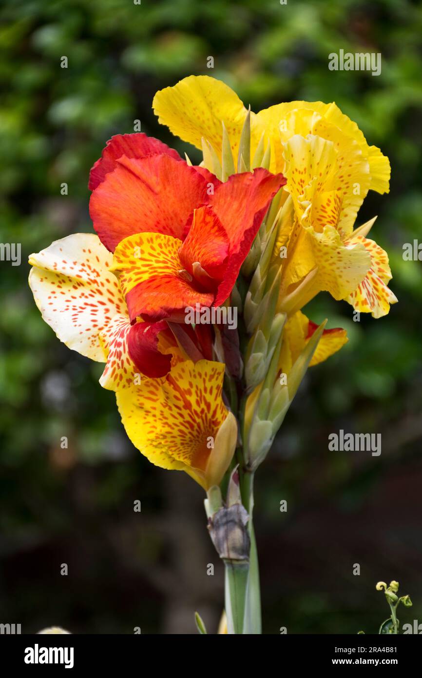 Nahaufnahme der im Frühling und Sommer blühenden gelblich-roten Canna-Lilienblüten Stockfoto