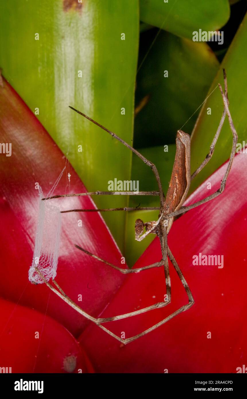 Rufous net-casting Spider, Deinopsis subrufa, with Net, Ogre-face Spider, Malanda, Australien Stockfoto