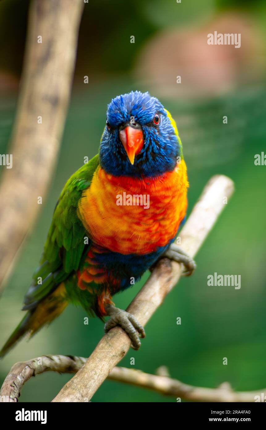 Rainbow Lorikeet, Trichoglossus mouccanus, Malanda, Australien. Stockfoto