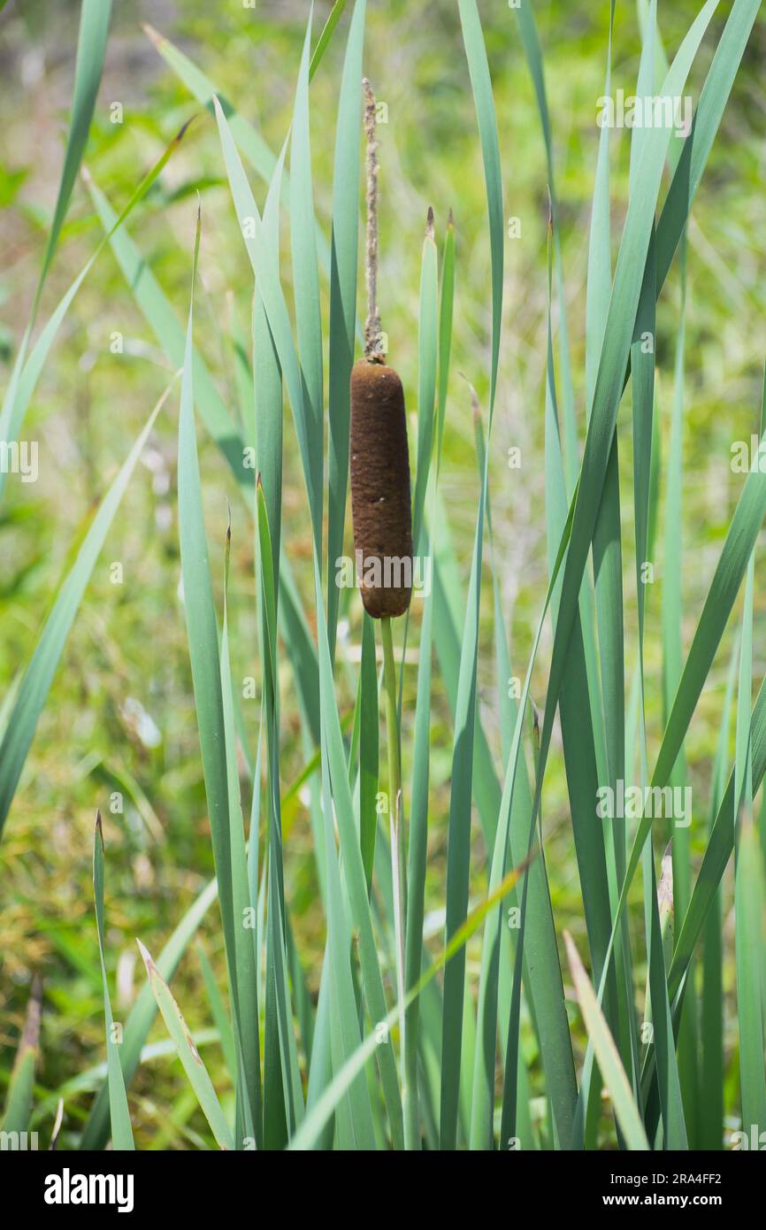 Südliche Kattelpflanze im Sumpf von Louisiana Stockfoto