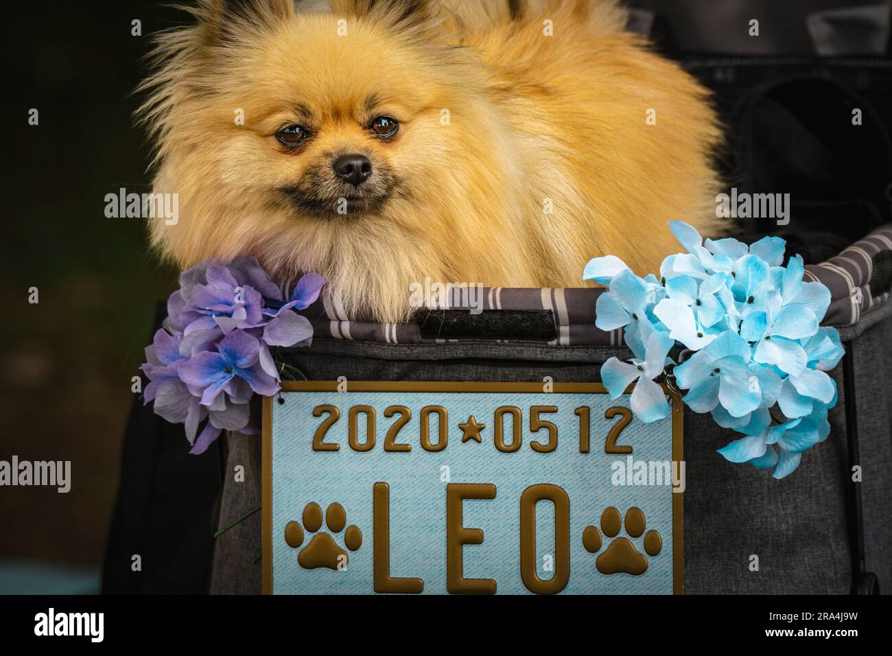 Pommersche Hund im Korb mit Blumen tagsüber Tokio Stockfoto