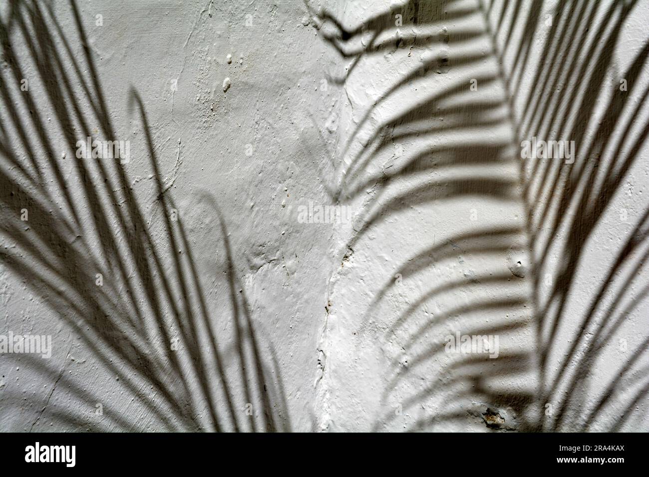 Der Schatten der Palmenfronten gegen eine weiße Gipswand Stockfoto