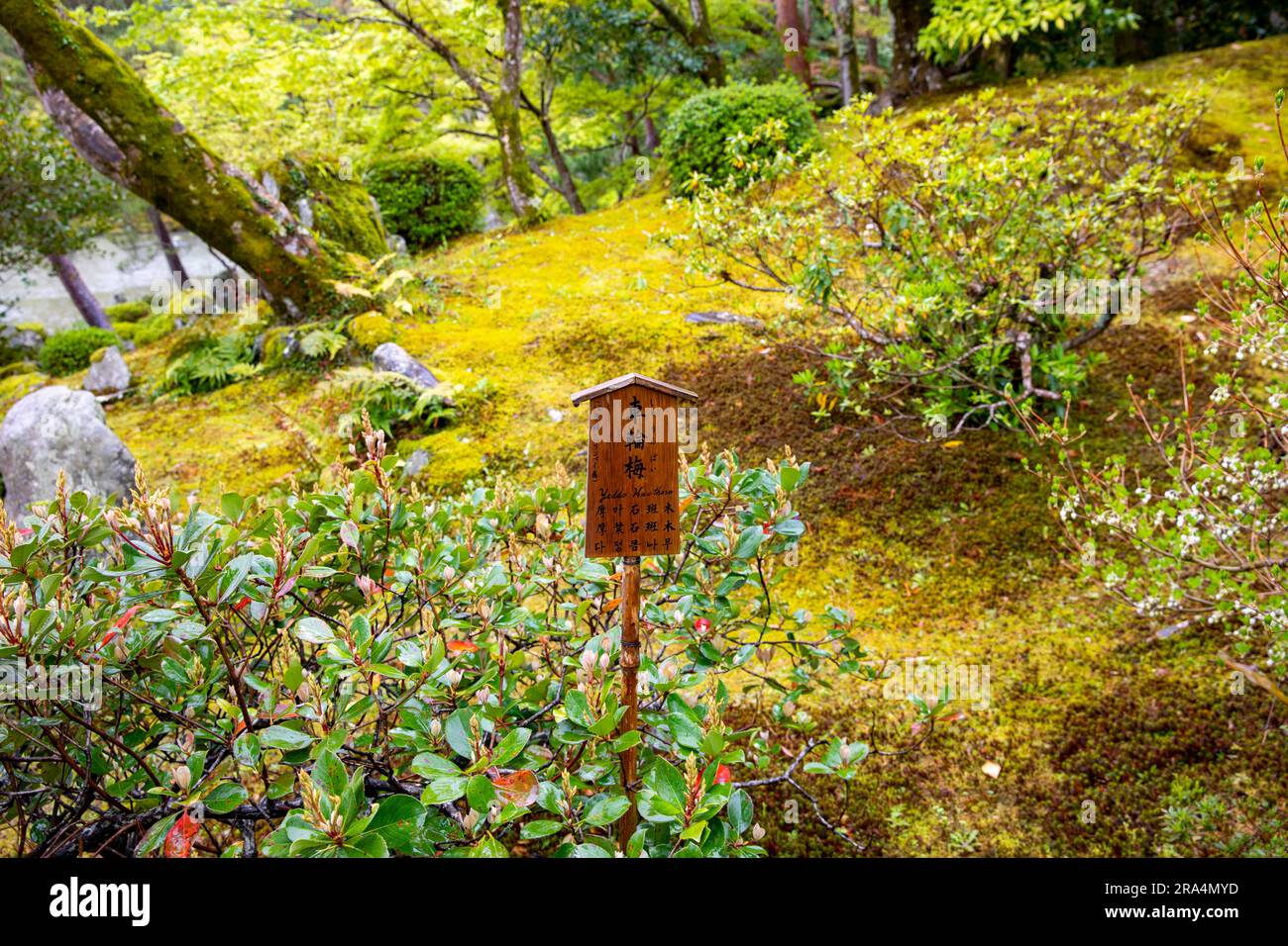 Kyoto, japan, Tenryu-ji Temple Gardens im Frühjahr 2023, mit Yeddo Hawthorn Buschpflanze, japanischem Garten, Asien Stockfoto