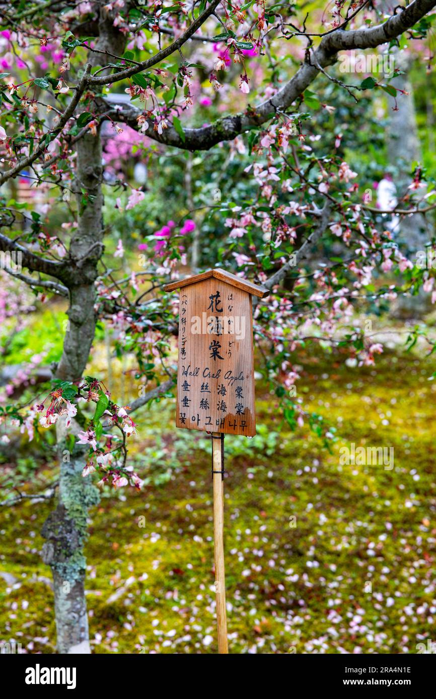 Kyoto, Japan, 2023, Malus halliana ist eine ostasiatische Krabbenart von Malus, Hall Krabbenapfel in Tenryu-ji Tempelgärten, Japan, Asien Stockfoto