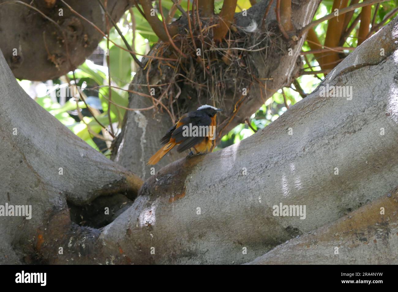 Los Angeles, Kalifornien, USA 29. Juni 2023 der weiße Robin Chat im Vogelhaus im LA Zoo am 29. Juni 2023 in Los Angeles, Kalifornien, USA. Foto: Barry King/Alamy Stock Photo Stockfoto