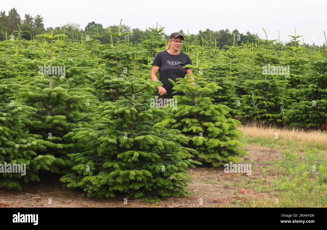 Marlow, Deutschland. 30. Juni 2023. Anett Wengorz steht unter Nordmann-Tannen auf der Ostseetanne-Weihnachtsbaumplantage, die am Ende des Jahres für die Feiertage geerntet werden. Hohe Temperaturen und lange Trockenzauber, wie in diesem Jahr an vielen Orten, sind keine idealen Wachstumsbedingungen für angehende Weihnachtsbäume. Die Nordmann-Tanne, die mehr als 80 Prozent der deutschen Weihnachtsbäume ausmacht, ist durch ihre tiefen Wurzeln gut angepasst. In Ostseetanne gibt es etwa 200 Hektar Weihnachtsbäume, von Setzlingen mit einer Höhe von nur 25 cm bis zu Bäumen mit einer Höhe von über 2,5 Metern. Kredit: dpa/Alamy Live News Stockfoto