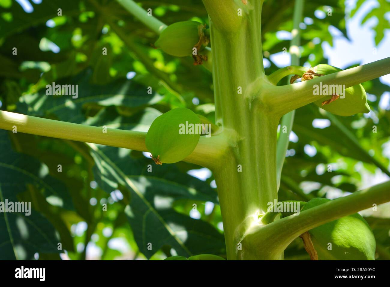 Kleine papayapflanze Fotos und Bildmaterial in hoher Auflösung Alamy