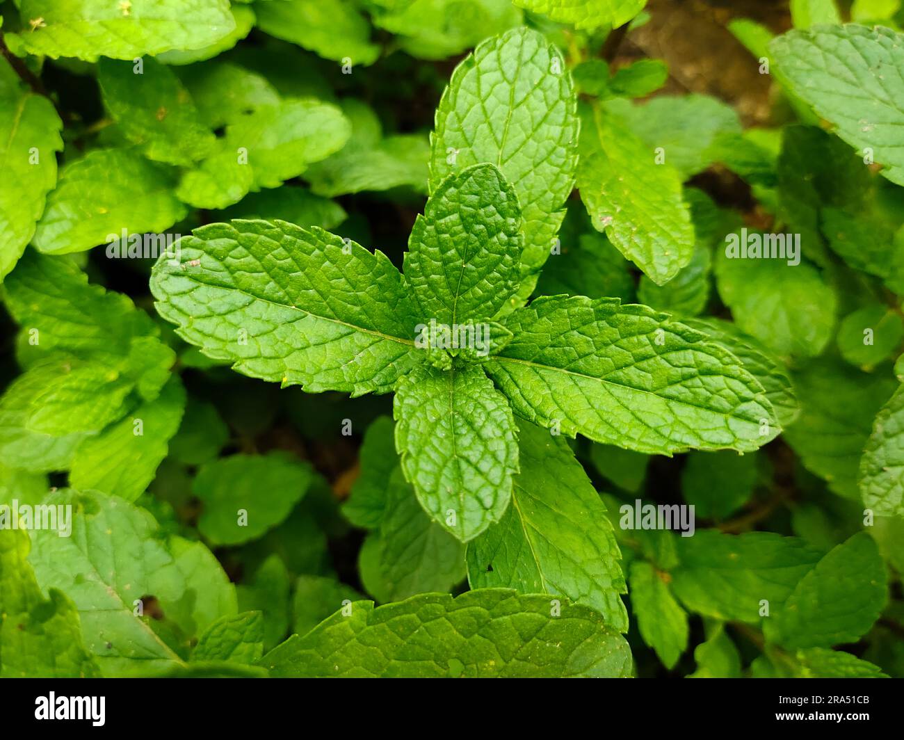 Minzblätter im Garten. Pfefferminzaromatische Eigenschaften von starken Zähnen und frischem Efeu als Bodenbedeckungspflanzenarten Stockfoto