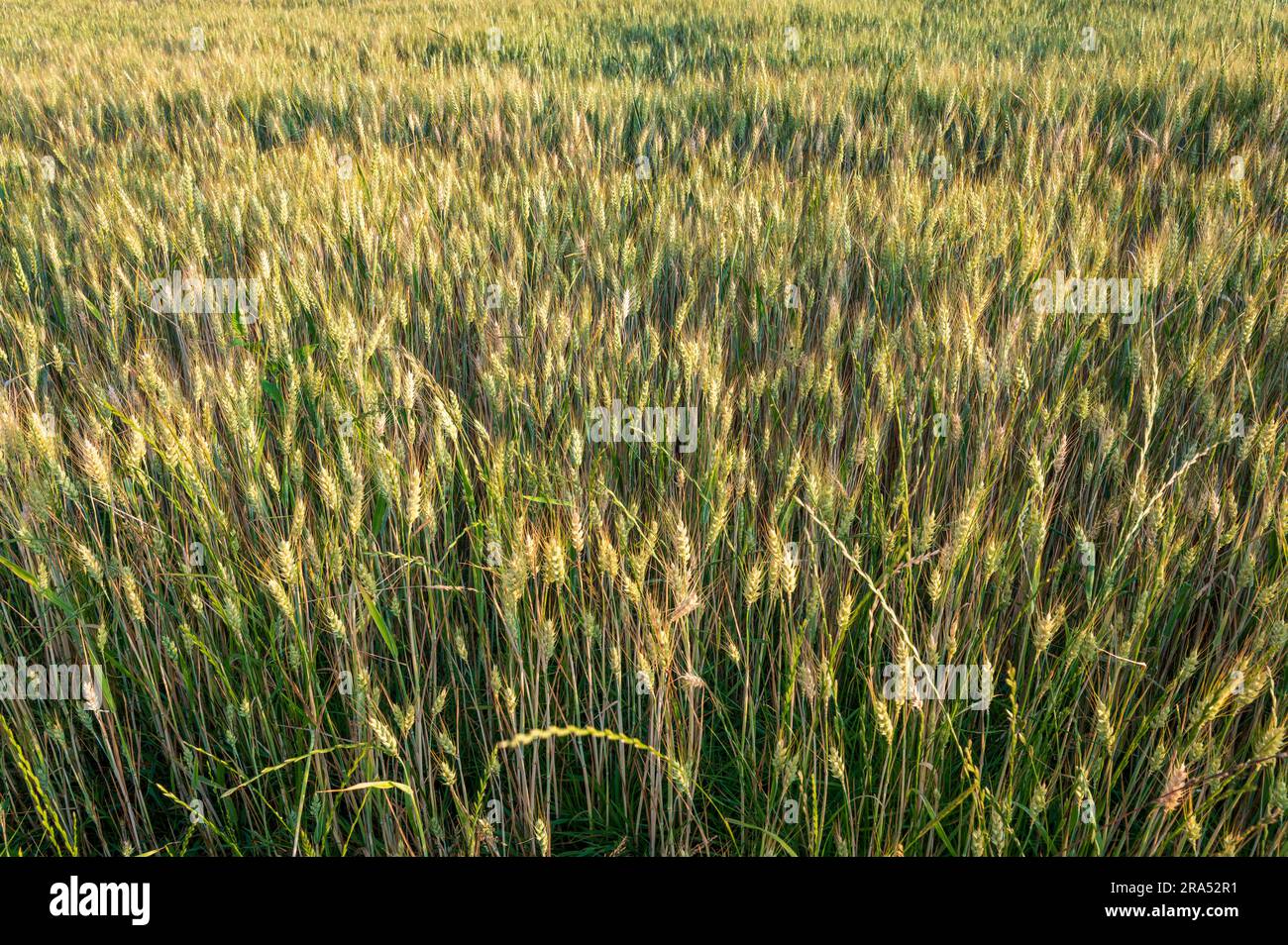 Mittelgroßer Schuss Gerstenfeld im goldenen Sonnenlicht, das sich bis in die Ferne erstreckt Stockfoto