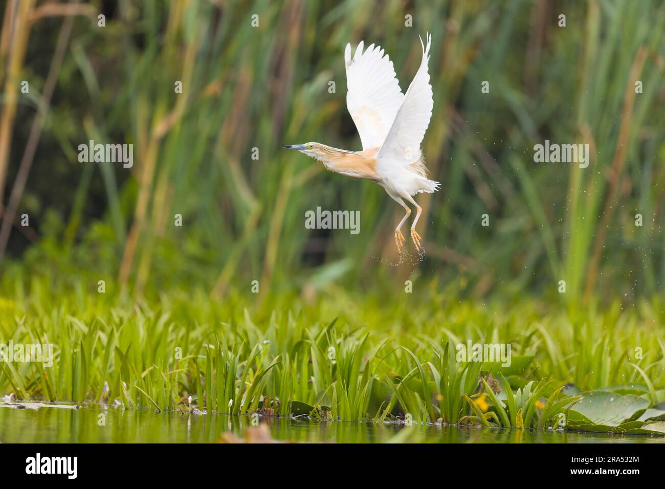 Squacco heron Ardeola ralloides, Zucht Gefieder Erwachsener fliegt, Start aus dem Sumpf, Donaudelta, Rumänien, Juni Stockfoto
