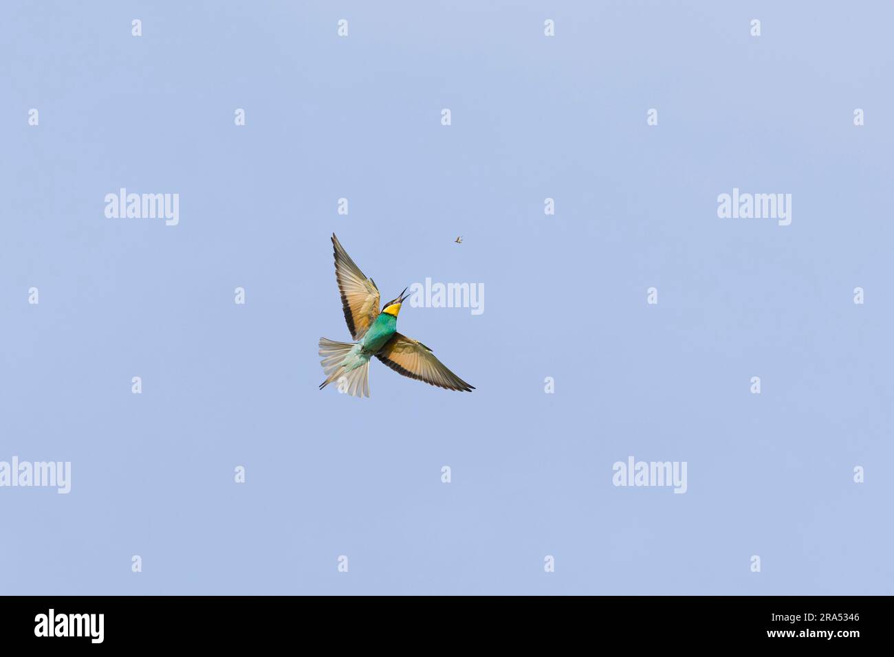 Europäischer Bienenfresser Merops apiaster, Erwachsener fliegt, im Begriff Insekten zu fangen, Macin, Rumänien, Juni Stockfoto