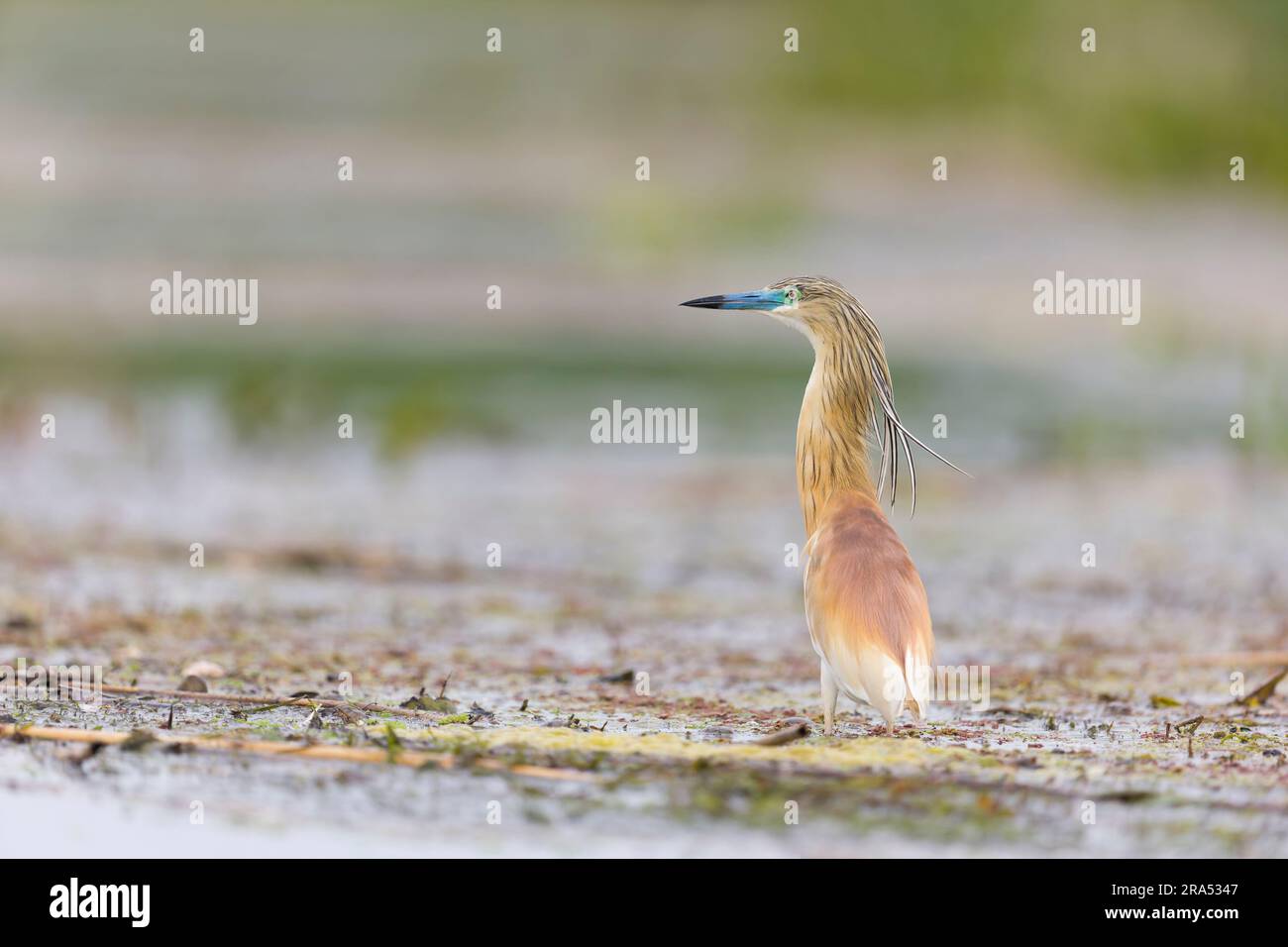 Squacco heron Ardeola ralloides, Zucht Gefieder Erwachsenenwading, Donaudelta, Rumänien, Juni Stockfoto