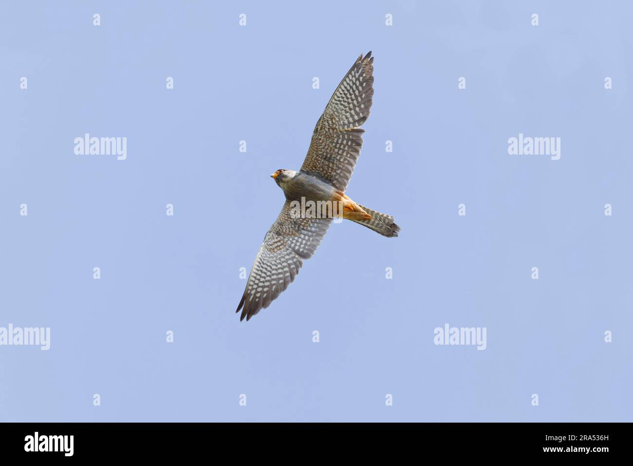 Rotfußfalke Falco vespertinus, 1. Sommermännchen fliegend, Constanta, Rumänien, Juni Stockfoto