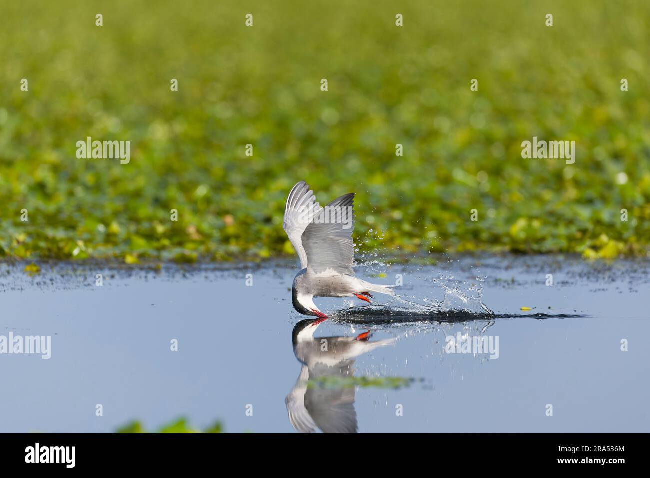 Whiskered tern Chlidonias hybrida, Erwachsenentrinken im Flug, Donaudelta, Rumänien, Juni Stockfoto