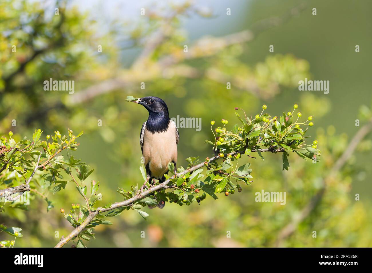 Rosy Starling Sturnus roseus, Zuchthupferin, weiblich, hoch oben im Weißdorn mit Blatt im Schnabel, Constanta, Rumänien, Juni Stockfoto
