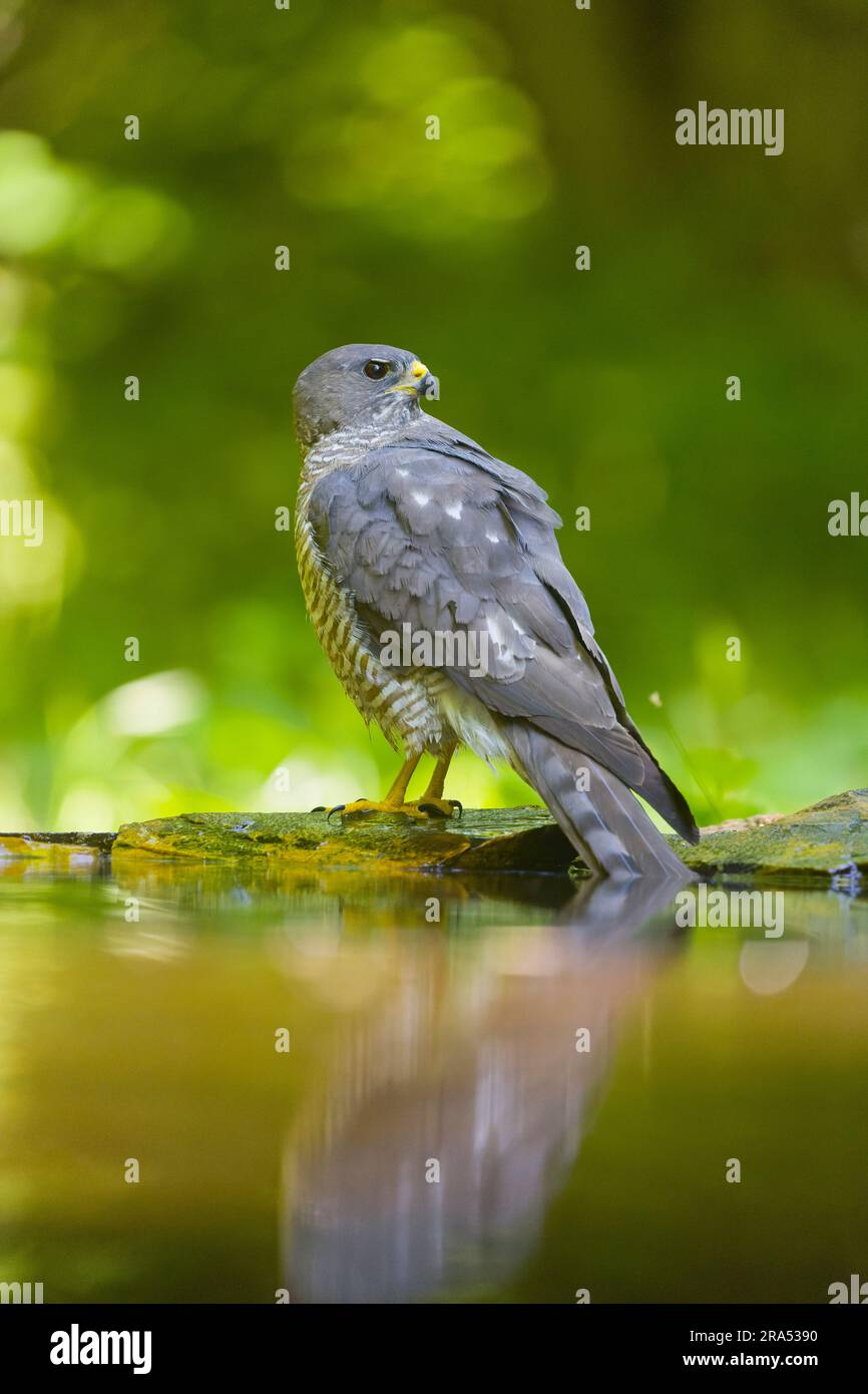 Levant Sparrowhawk Accipiter brevipes, Erwachsene Frau, die am Waldpool steht, Macin, Rumänien, Juni Stockfoto
