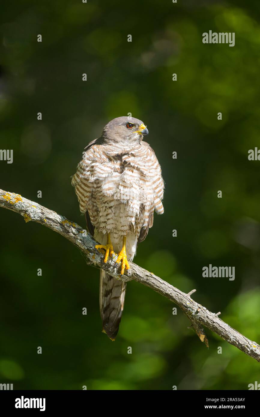 Levant Sparrowhawk Accipiter brevipes, Erwachsene Frau hoch oben auf dem Ast, Macin, Rumänien, Juni Stockfoto